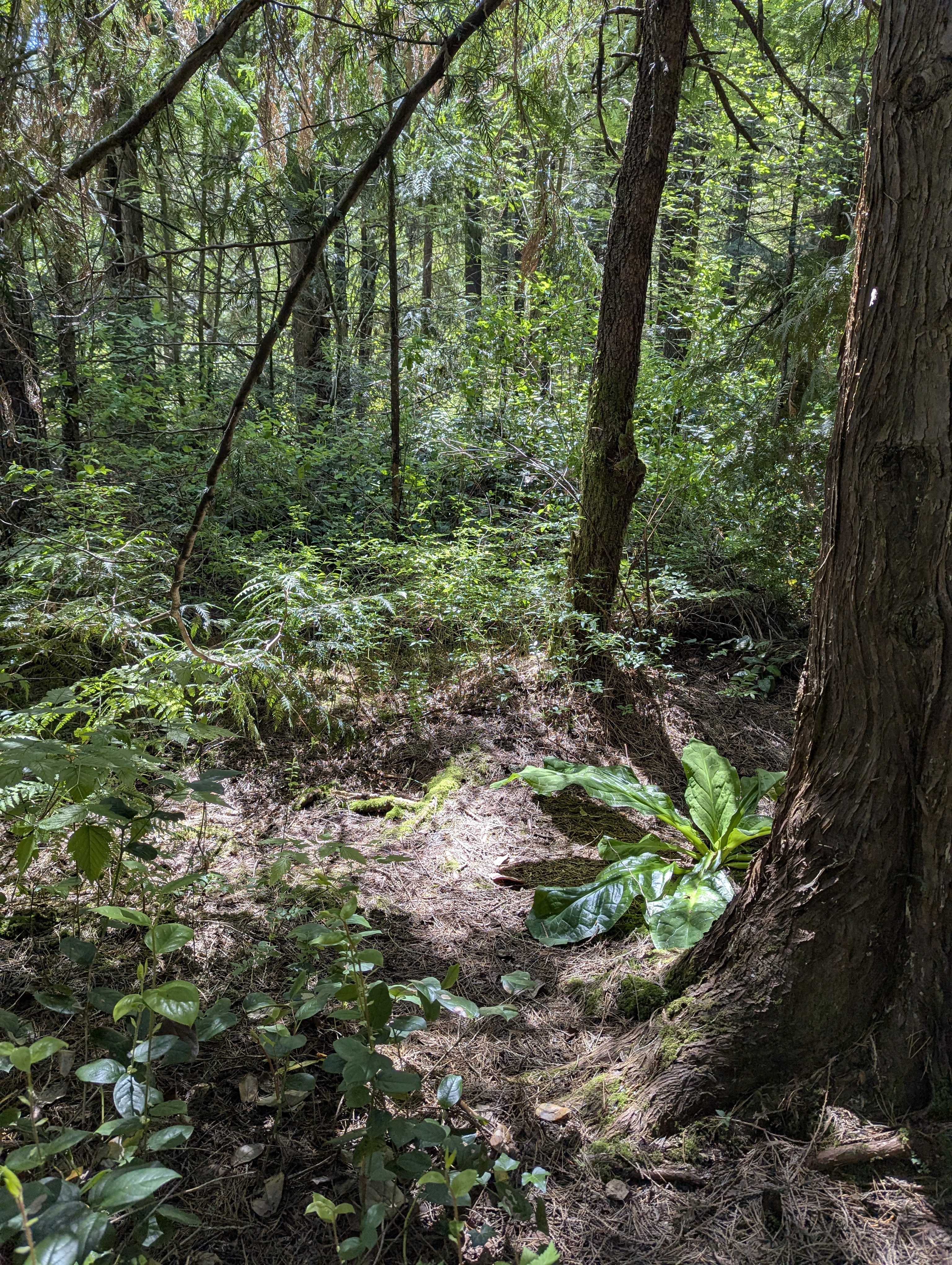 Birthday Trip to Canada, Delta, Burns Bog, Vancouver, British Columbia